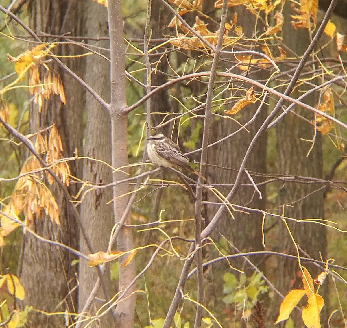 Variegated Flycatcher - ML495458561