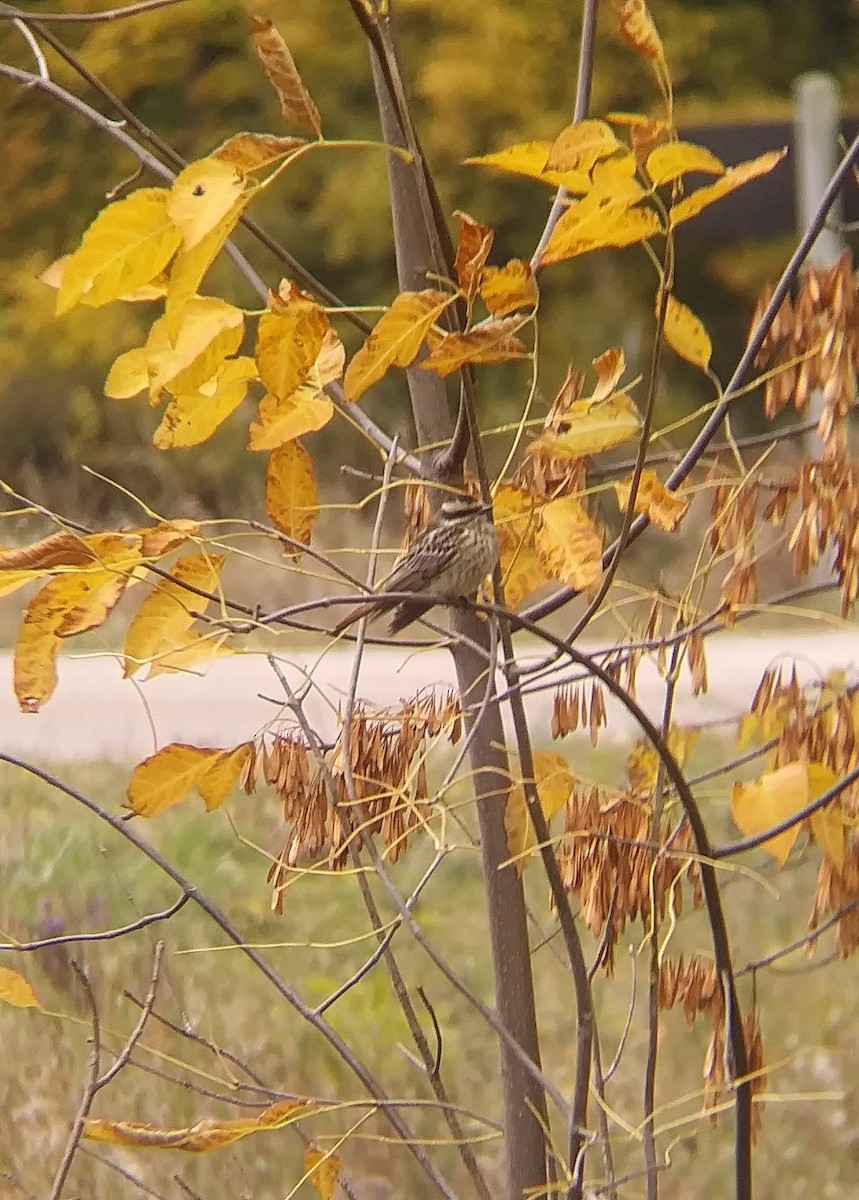 Variegated Flycatcher - ML495458581