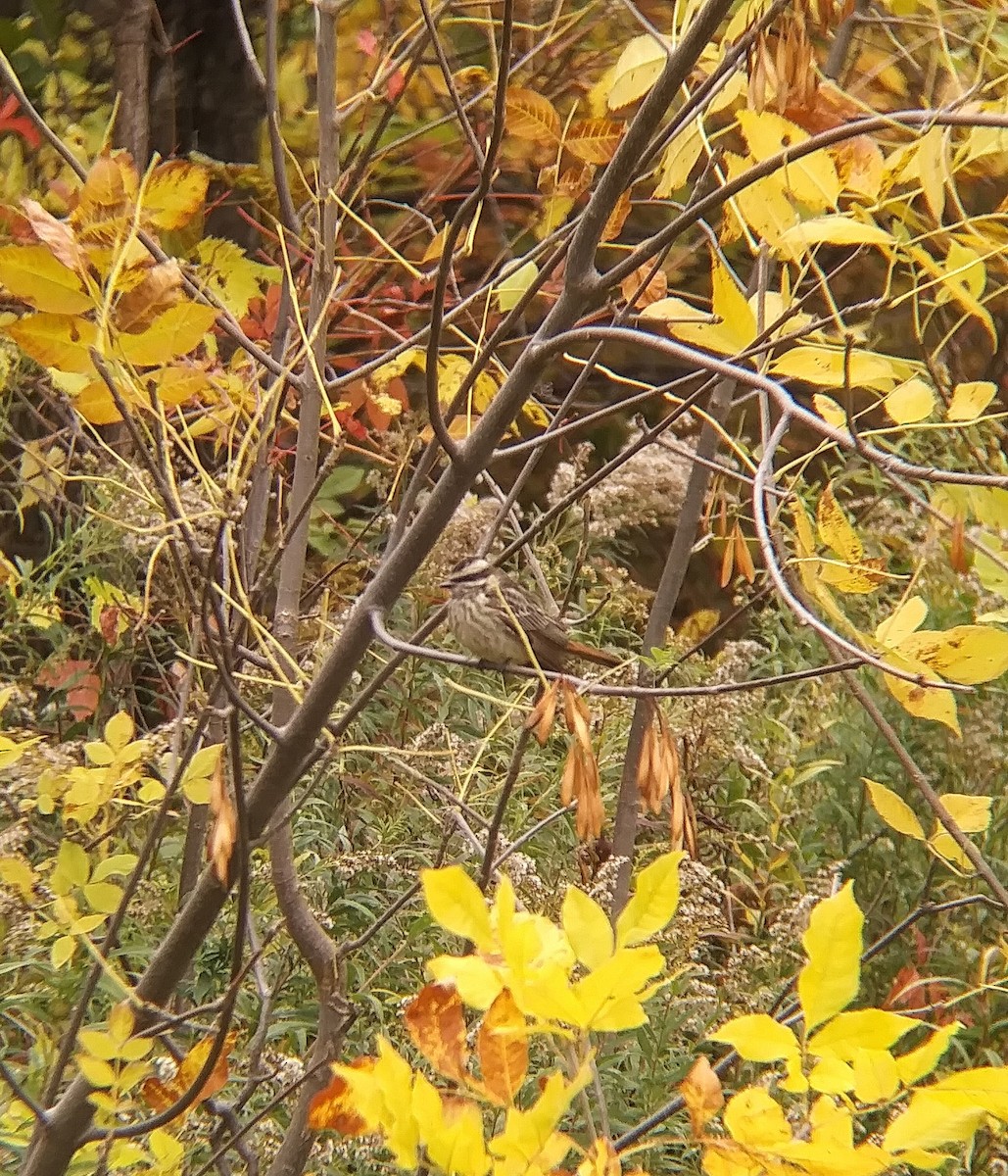 Variegated Flycatcher - ML495458591