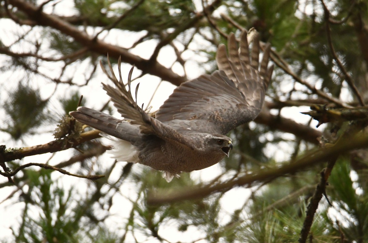 American Goshawk - ML495461821