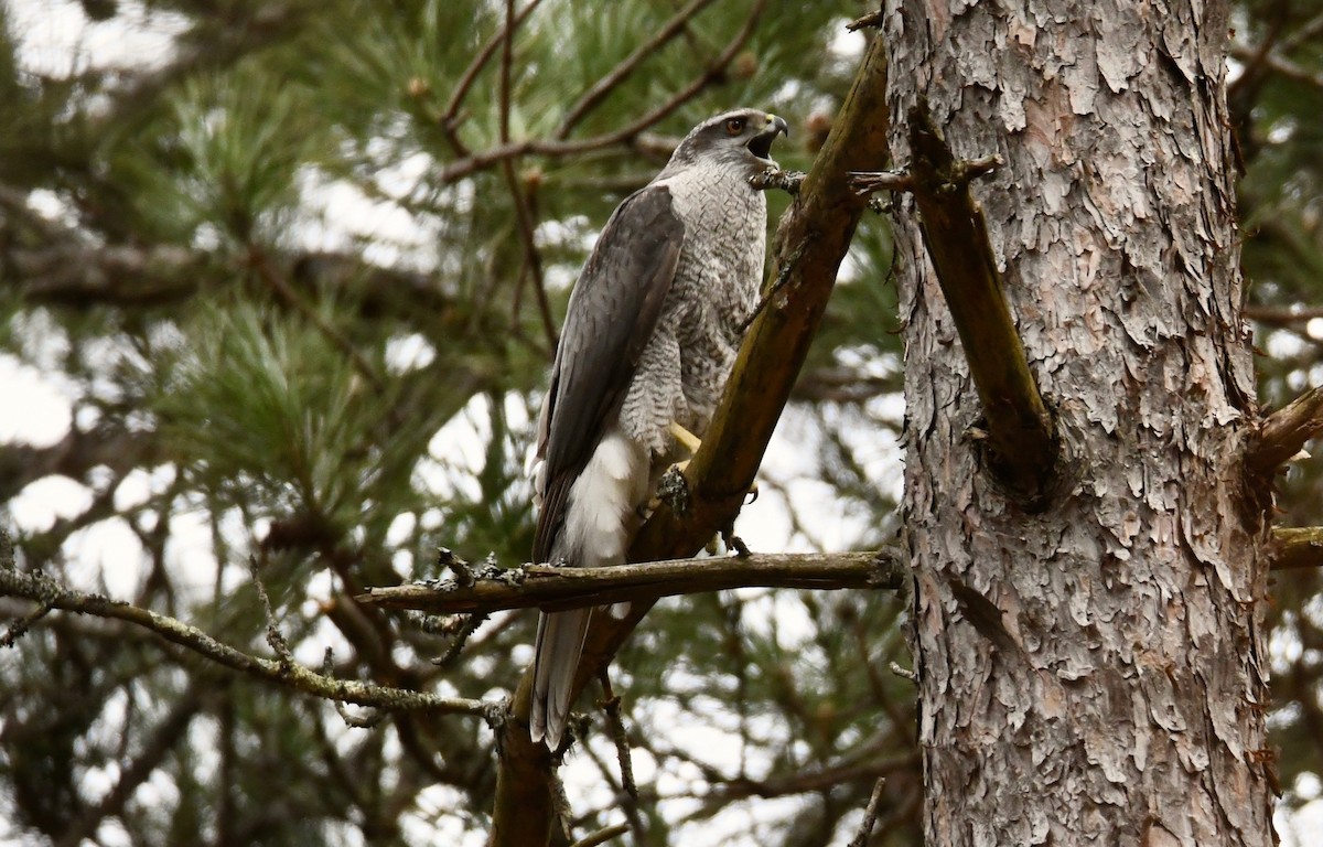 American Goshawk - ML495461911