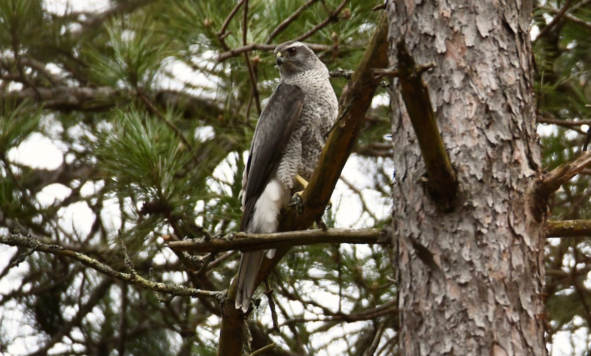 American Goshawk - ML495462001