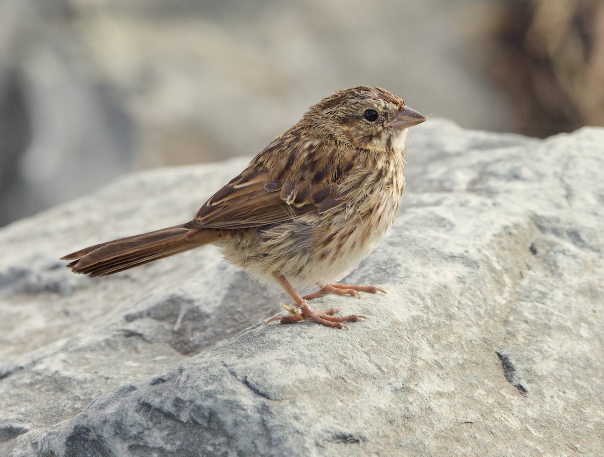 Song Sparrow - ML495462031