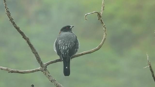 Cotinga à huppe rouge - ML495462751