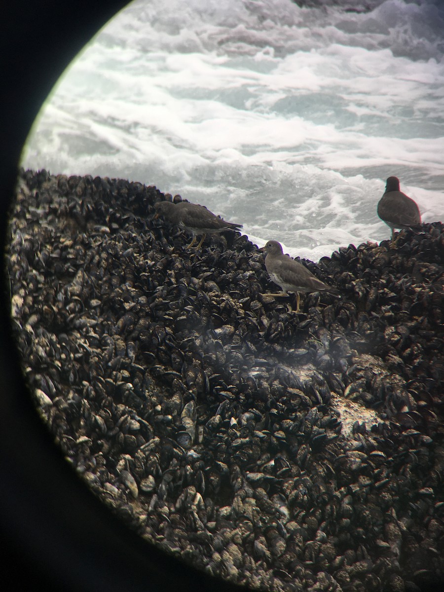 Surfbird - ML495463001