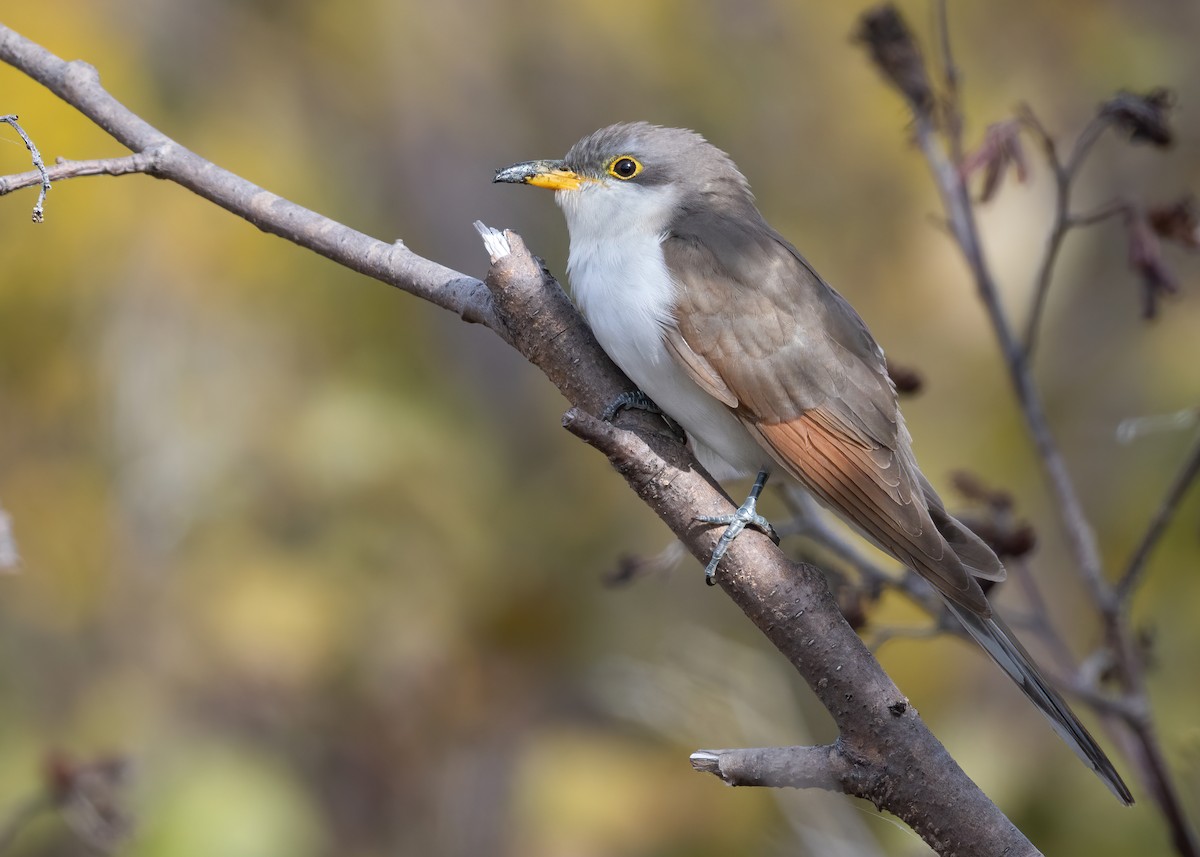 Yellow-billed Cuckoo - ML495463721