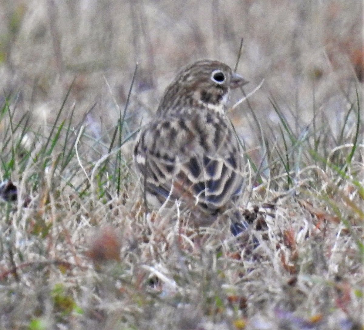 Vesper Sparrow - Betsy Berglund