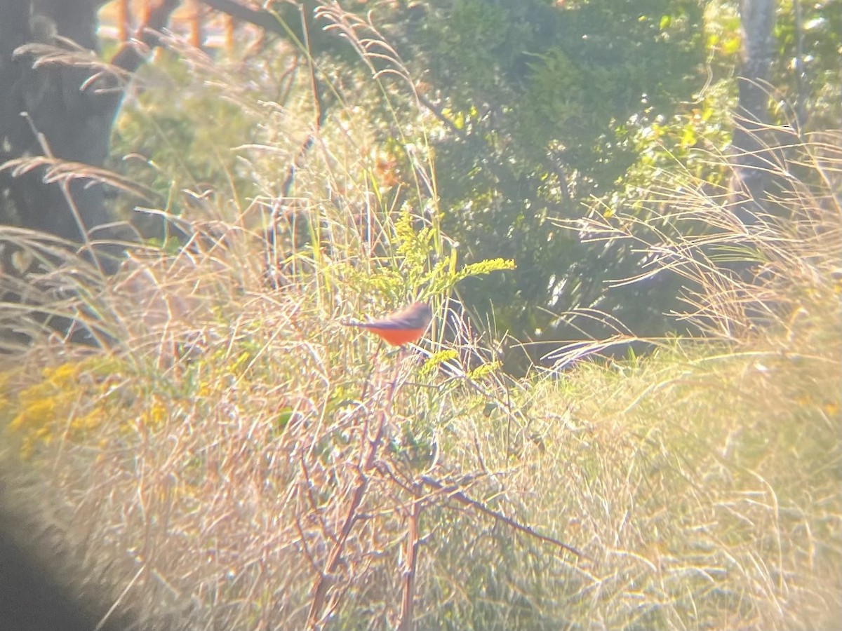 Vermilion Flycatcher - ML495464431