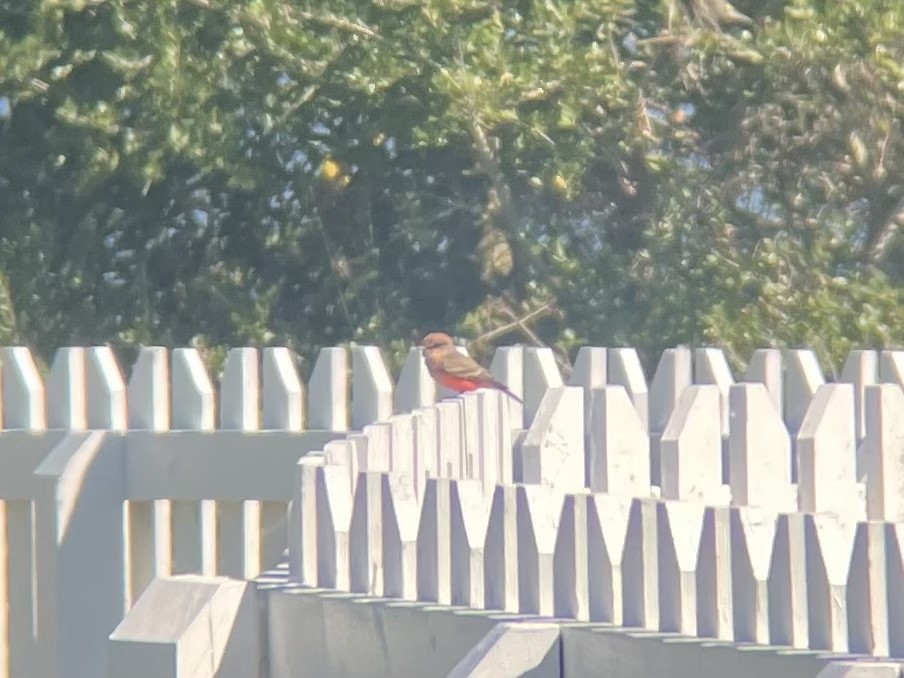 Vermilion Flycatcher - ML495464491