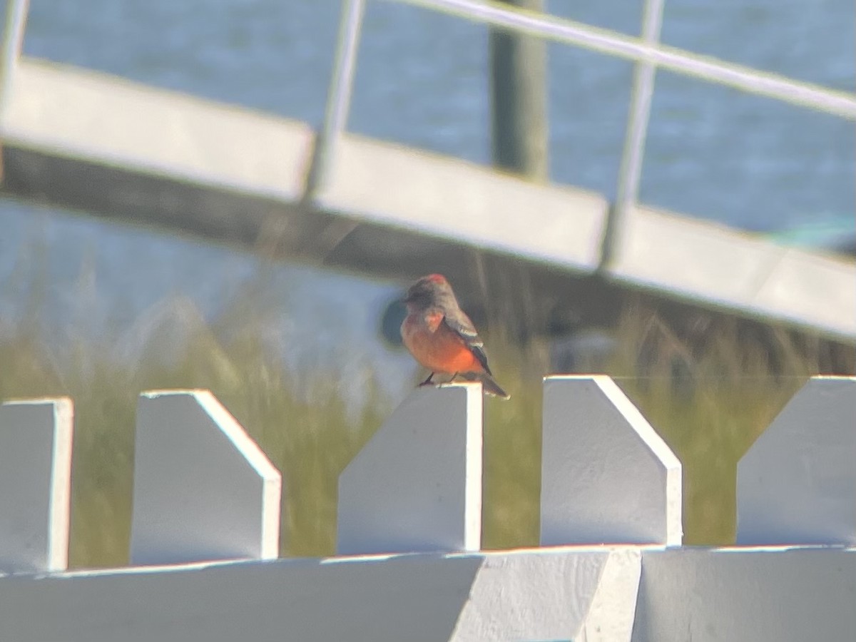 Vermilion Flycatcher - ML495464571