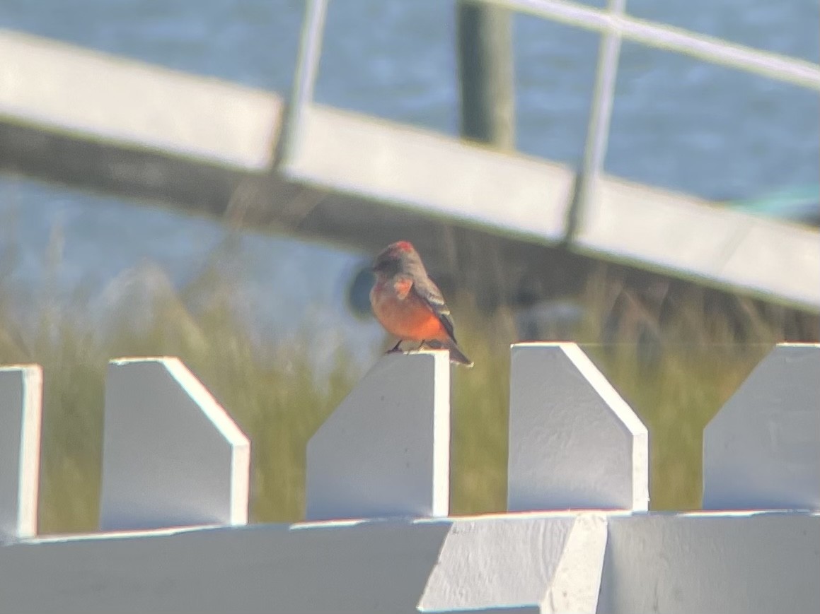 Vermilion Flycatcher - ML495464621