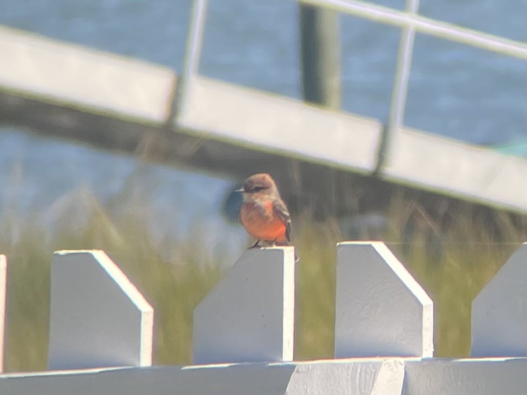 Vermilion Flycatcher - ML495464701