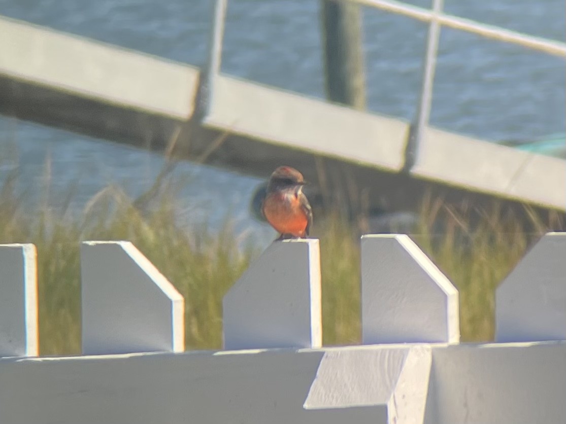 Vermilion Flycatcher - ML495464741