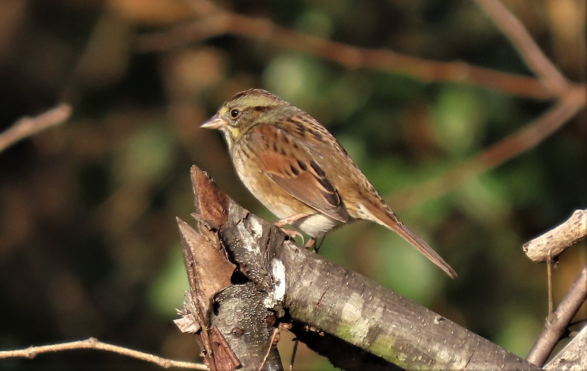Swamp Sparrow - ML495465021
