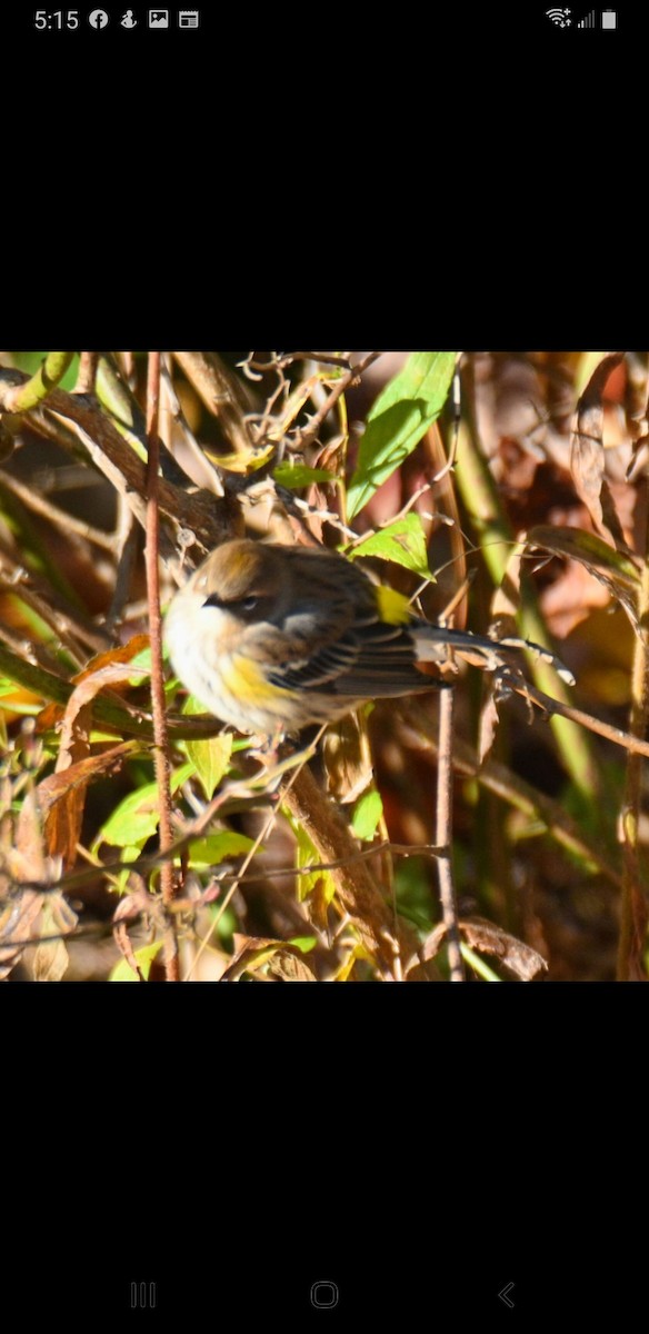 Yellow-rumped Warbler (Myrtle) - ML495465181