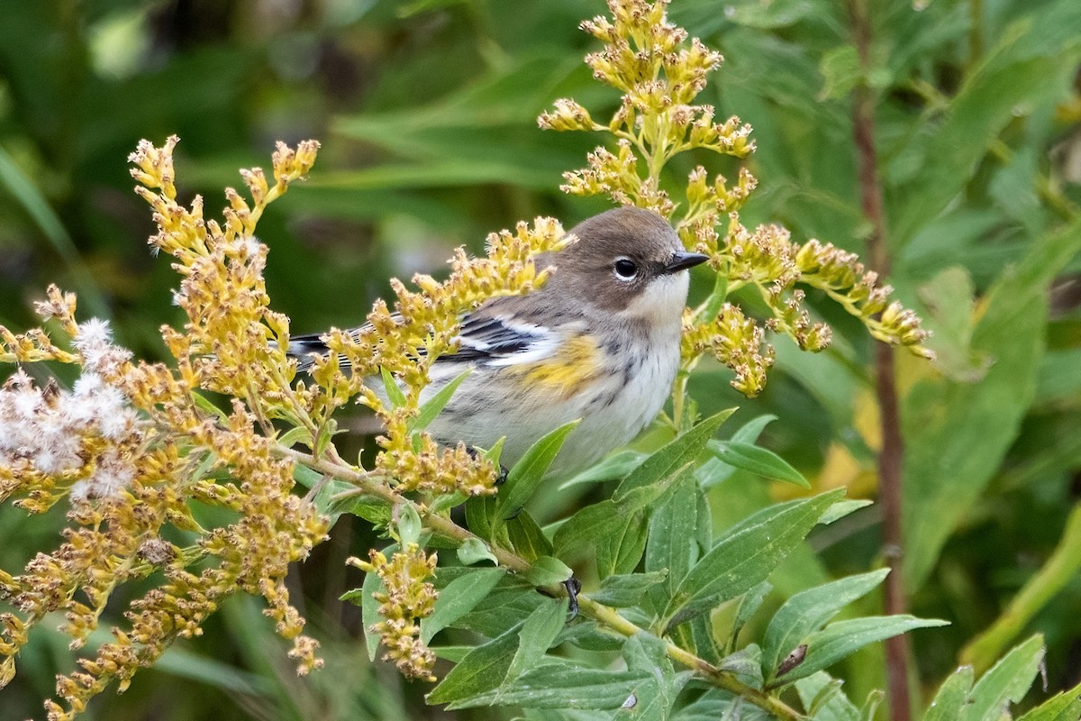 Yellow-rumped Warbler (Myrtle) - Sue Barth