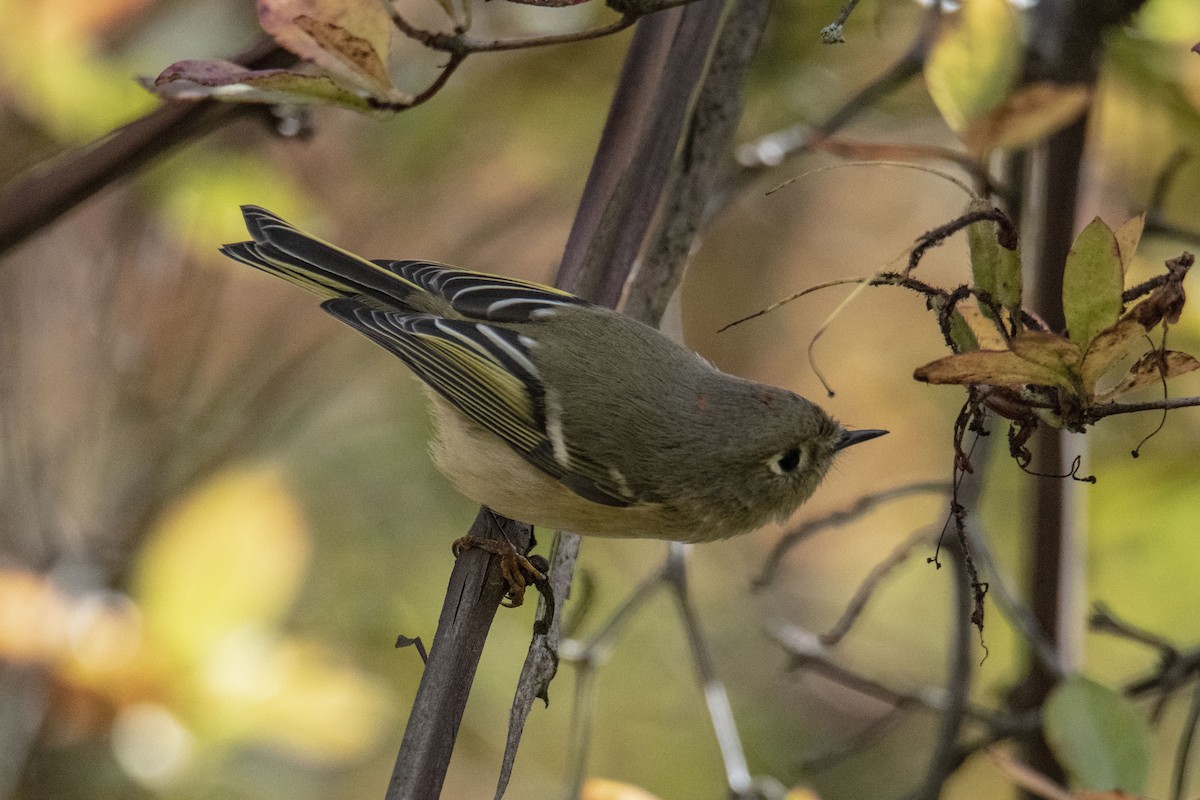 Ruby-crowned Kinglet - ML495468201