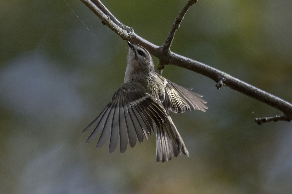 Golden-crowned Kinglet - ML495468511