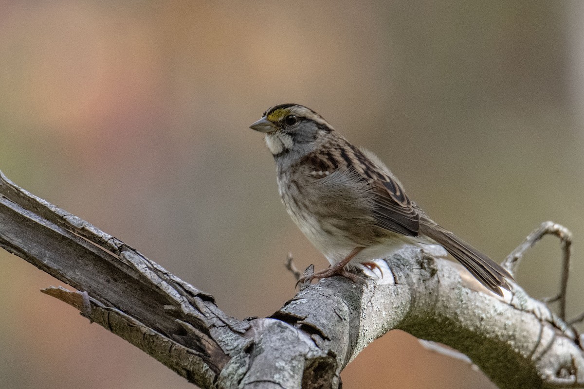 White-throated Sparrow - ML495468581