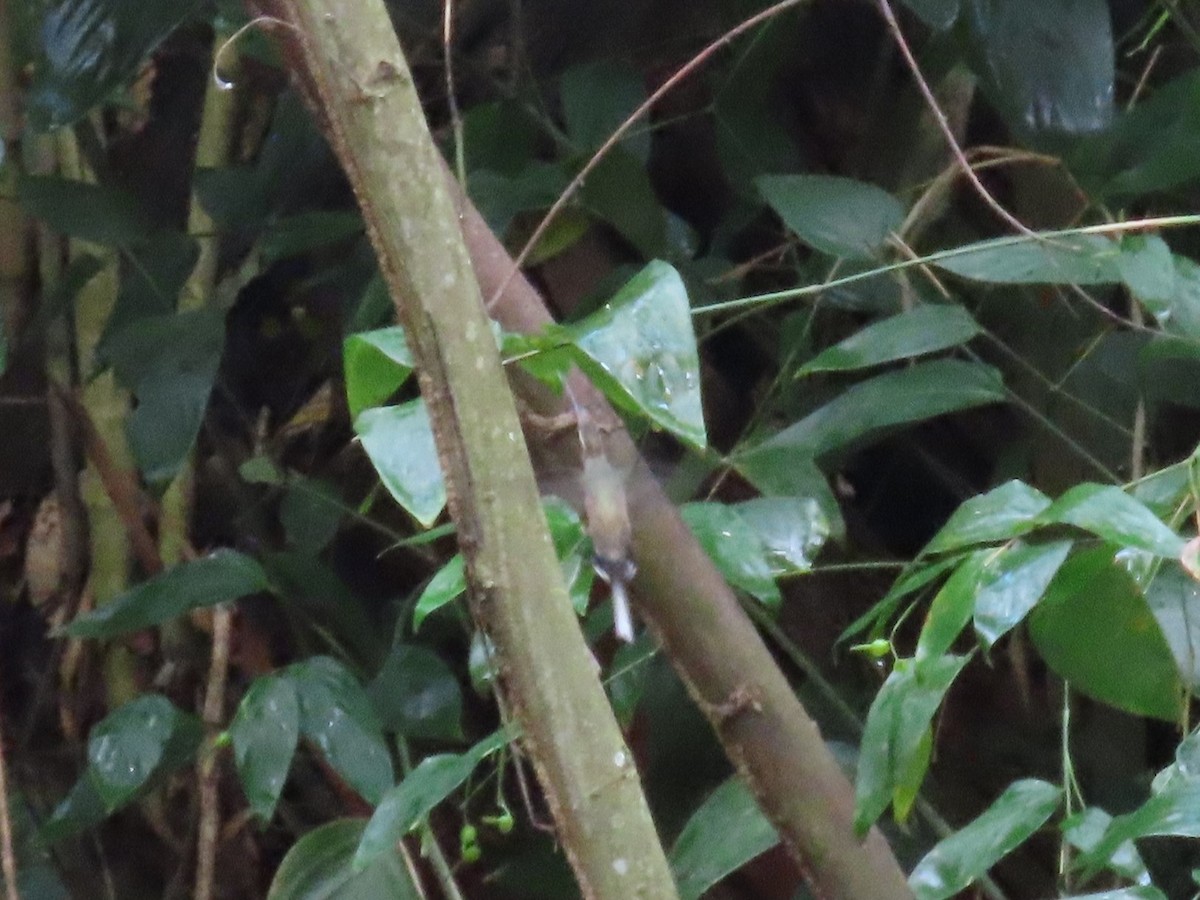 Pale-bellied Hermit - ML495469931