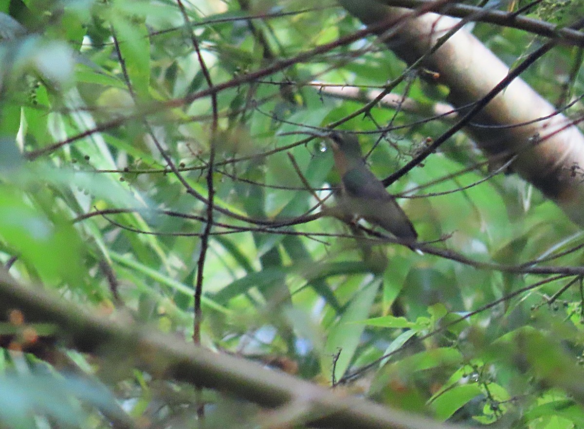 Pale-bellied Hermit - ML495470921