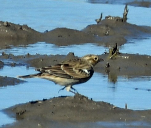 Chestnut-collared Longspur - ML495471141