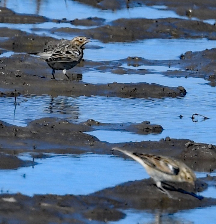 Chestnut-collared Longspur - ML495471151