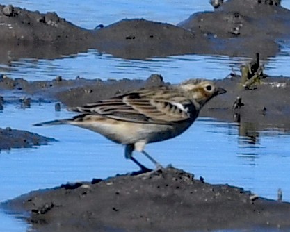 Chestnut-collared Longspur - ML495471161
