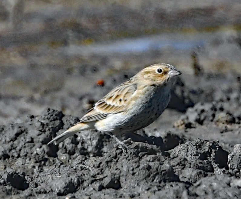 Chestnut-collared Longspur - ML495471171