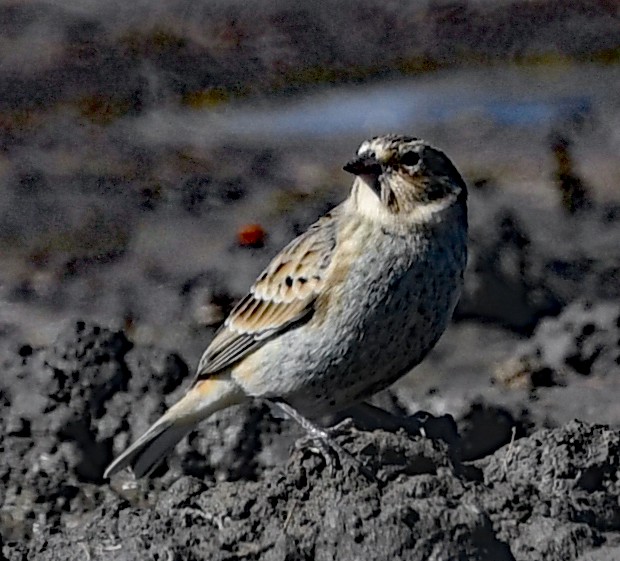Chestnut-collared Longspur - ML495471181