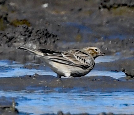 Chestnut-collared Longspur - ML495471191