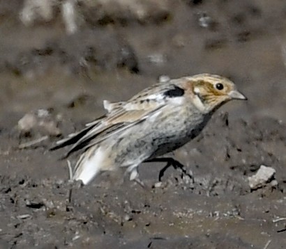 Chestnut-collared Longspur - ML495471211