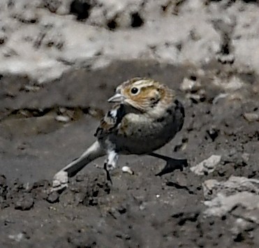 Chestnut-collared Longspur - ML495471221
