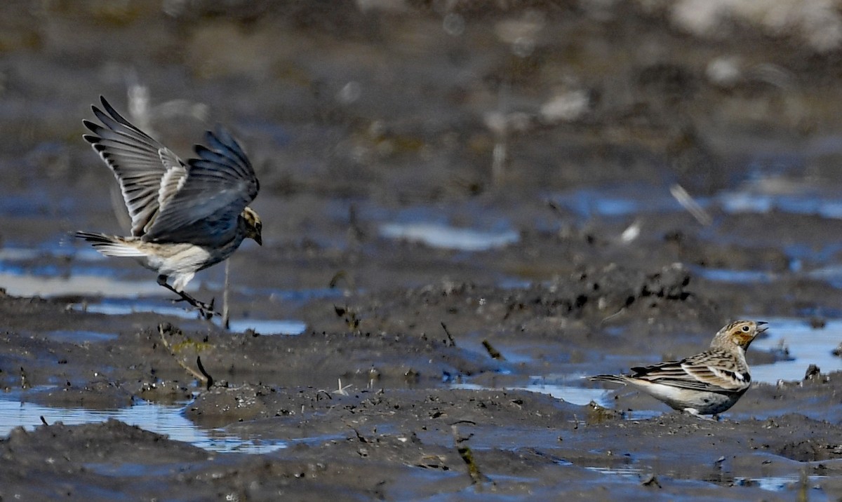 Chestnut-collared Longspur - ML495471231
