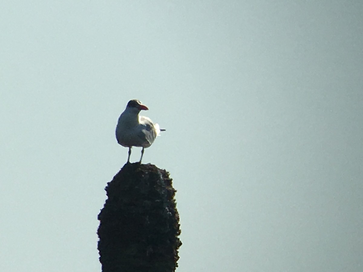 Caspian Tern - David Simpson