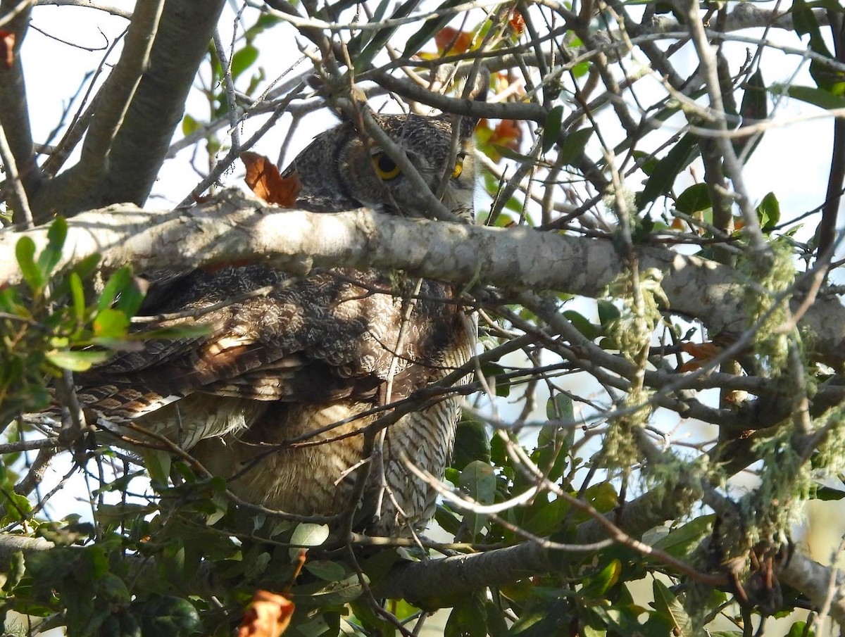 Great Horned Owl - ML495473301