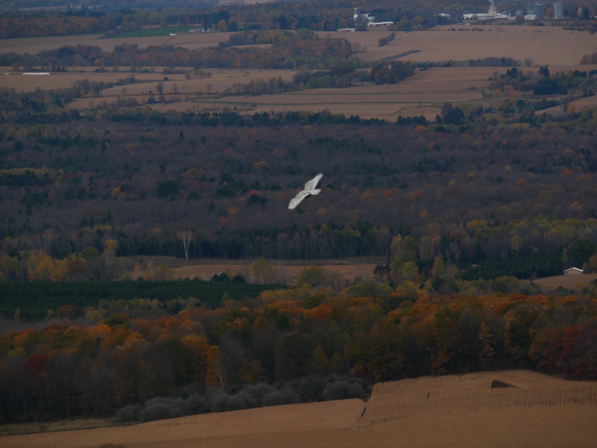 Snowy Owl - Gail Smith