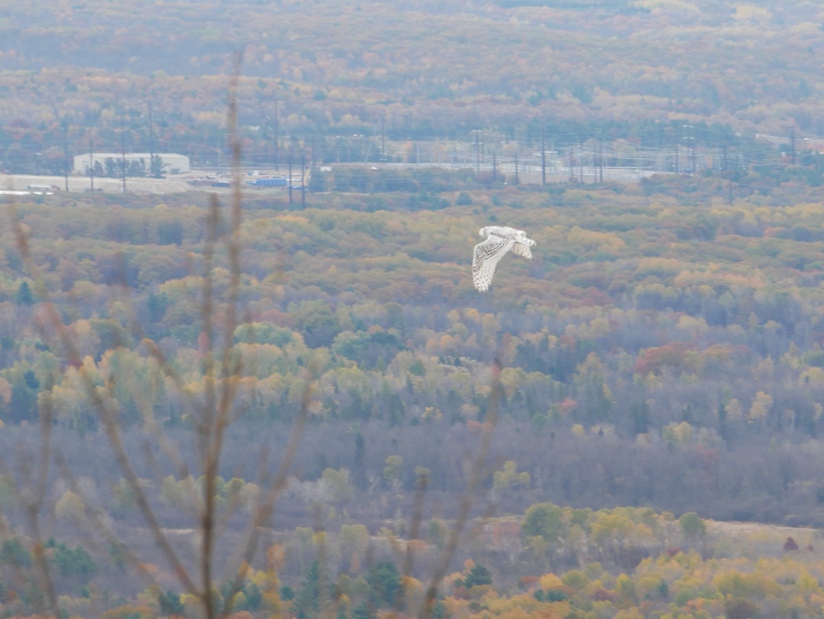 Snowy Owl - ML495473521