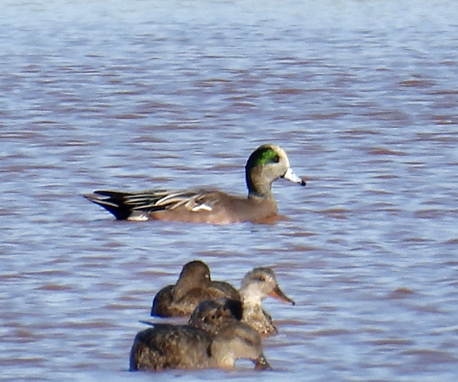 American Wigeon - ML495473641