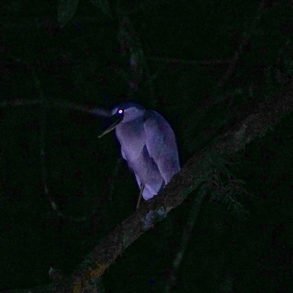 Boat-billed Heron - ML495474721