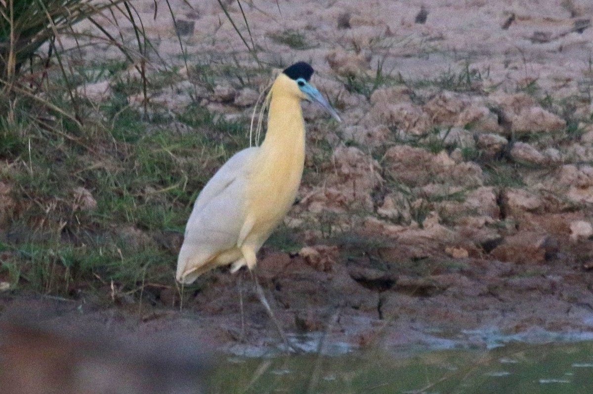 Capped Heron - ML495475061