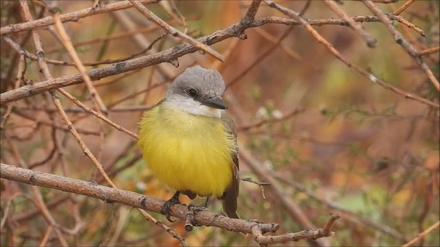 Tropical Kingbird - ML495475241