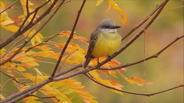 Tropical Kingbird - ML495475361