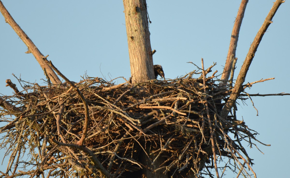 Weißkopf-Seeadler - ML49547741