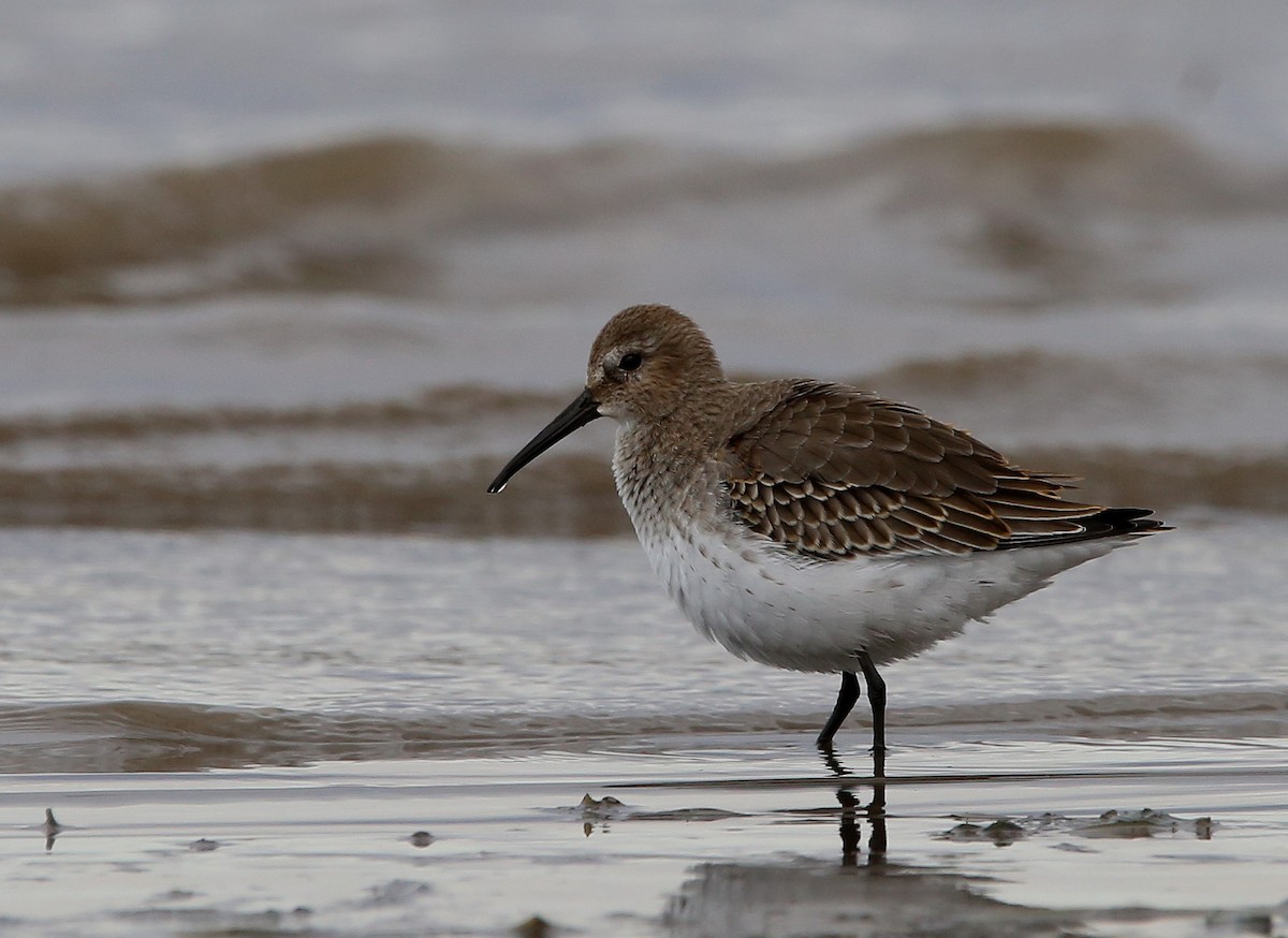 Dunlin - Yves Dugré