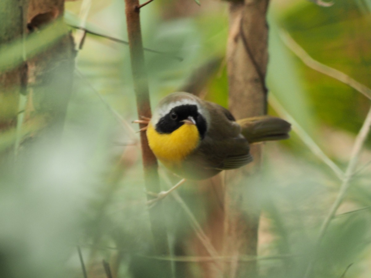 Common Yellowthroat - ML495478901