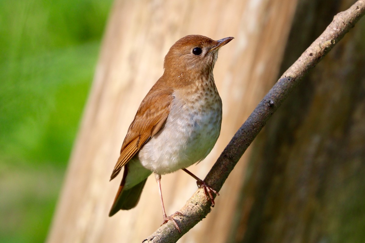 Veery - ML49547951