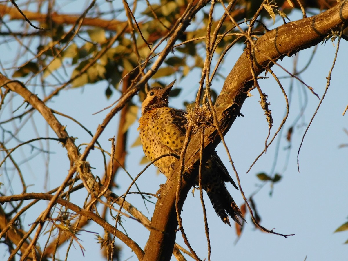 Green-barred Woodpecker - ML495479751