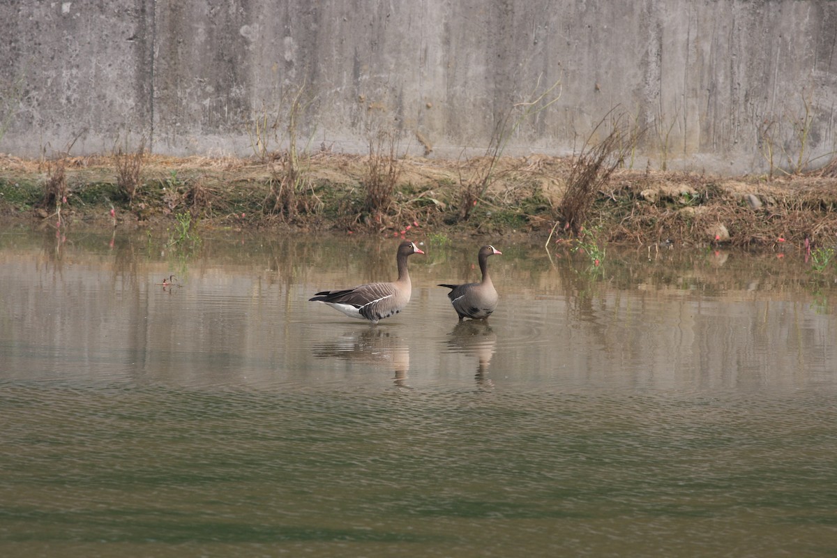 Lesser White-fronted Goose - Anonymous