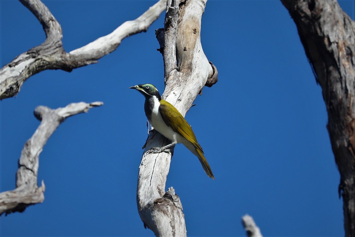 Blue-faced Honeyeater - ML495480541